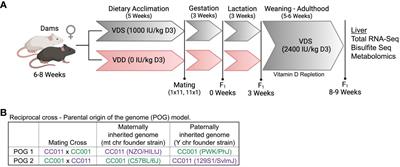 Early life exposure to vitamin D deficiency impairs molecular mechanisms that regulate liver cholesterol biosynthesis, energy metabolism, inflammation, and detoxification